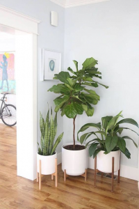 Rental Home Decorate with Plants